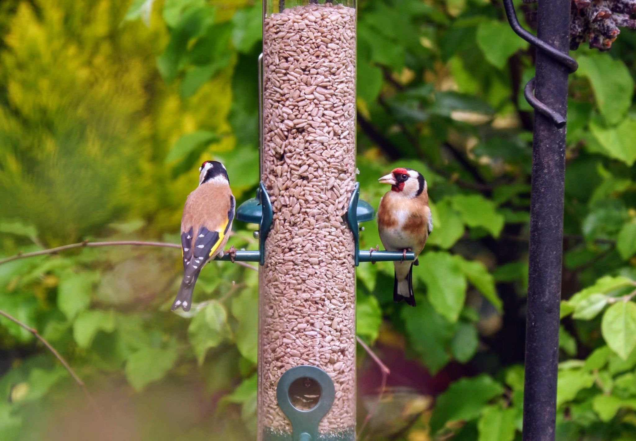 Goldfinches, Merseybank Estate, Manchester