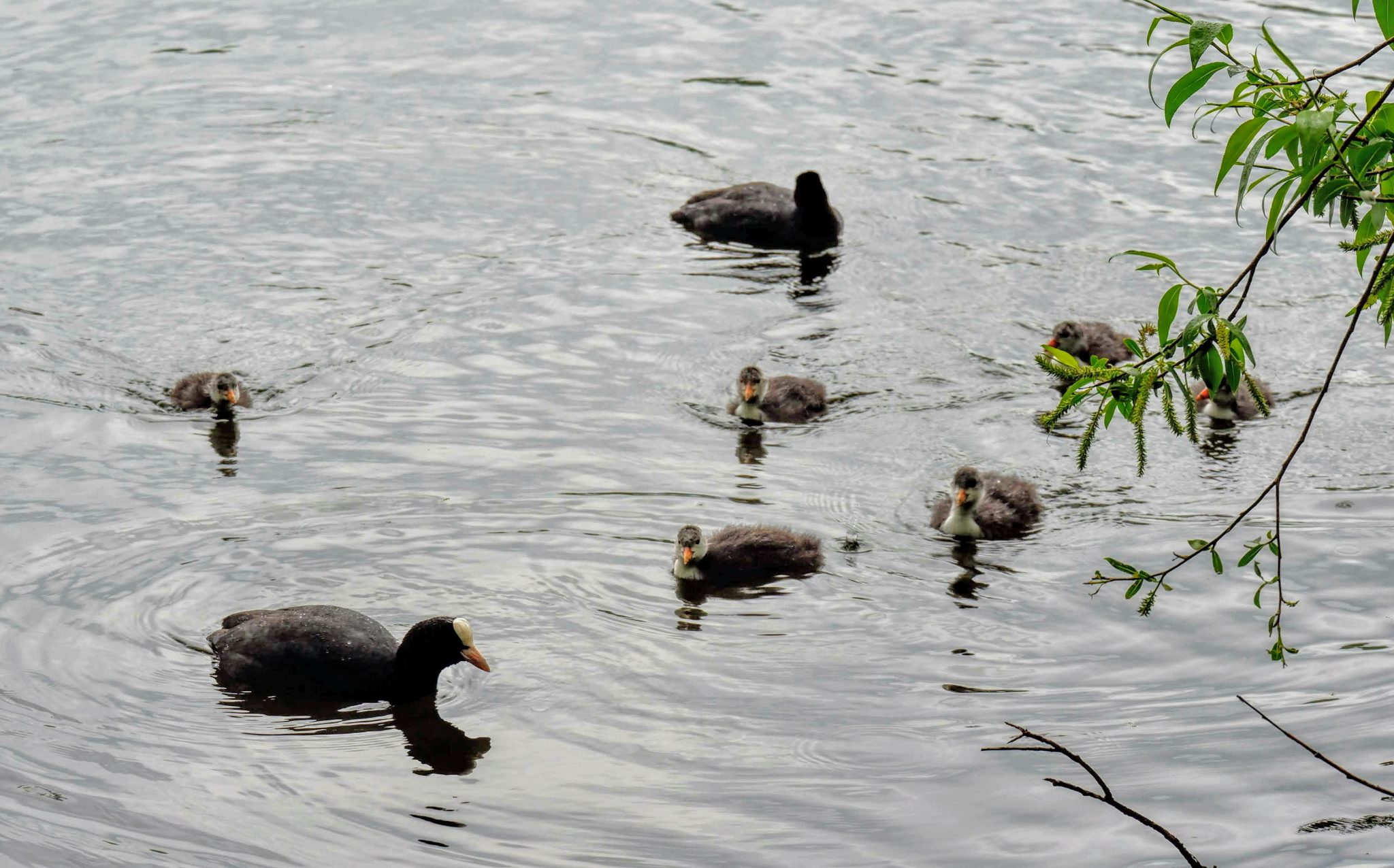 Coot with chicks, Sale Water Park, Manchester