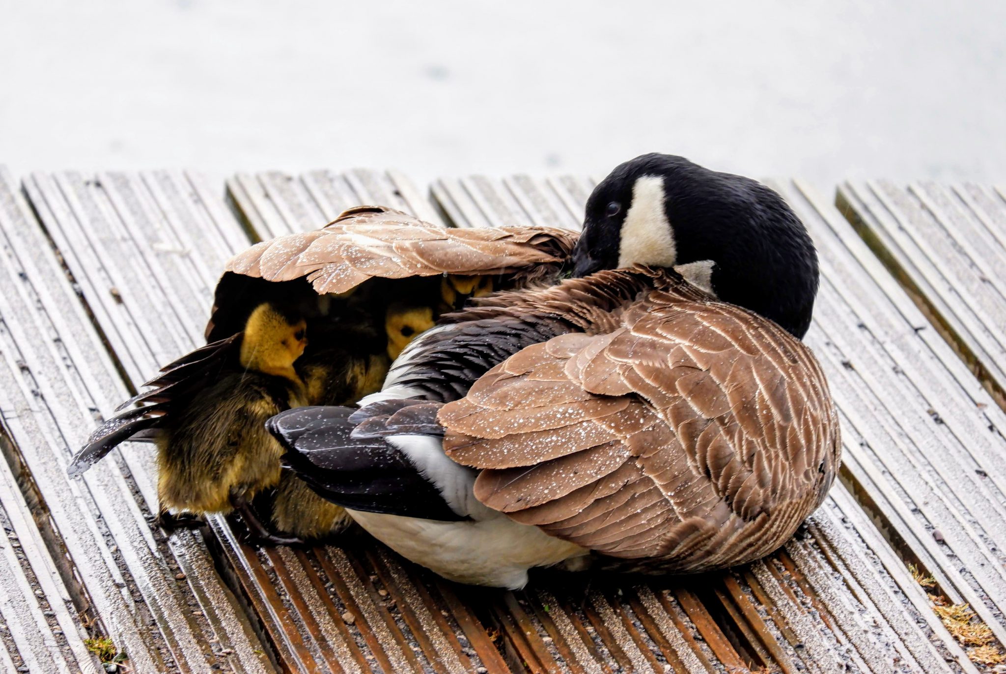 Canada goose with goslings, Sale Water Park