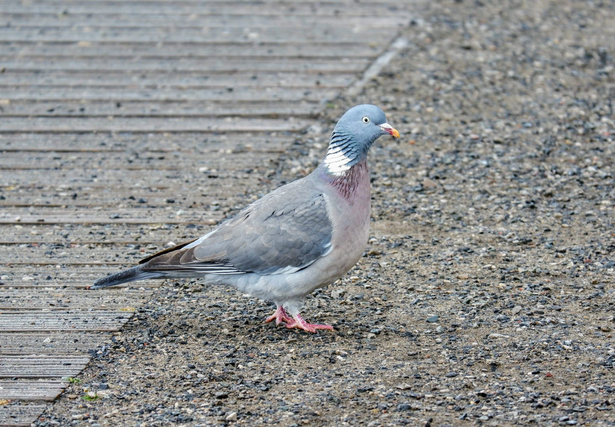 Woodpigeon, Sale Water Park, Manchester