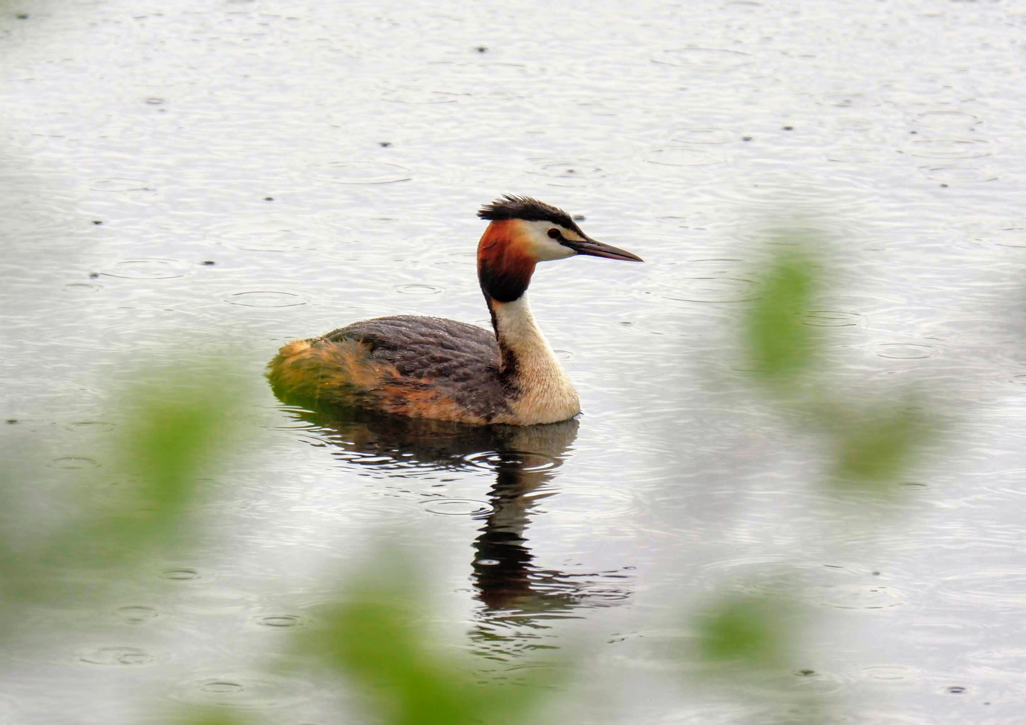 Great crested grebe, Sale Water Park, Manchester