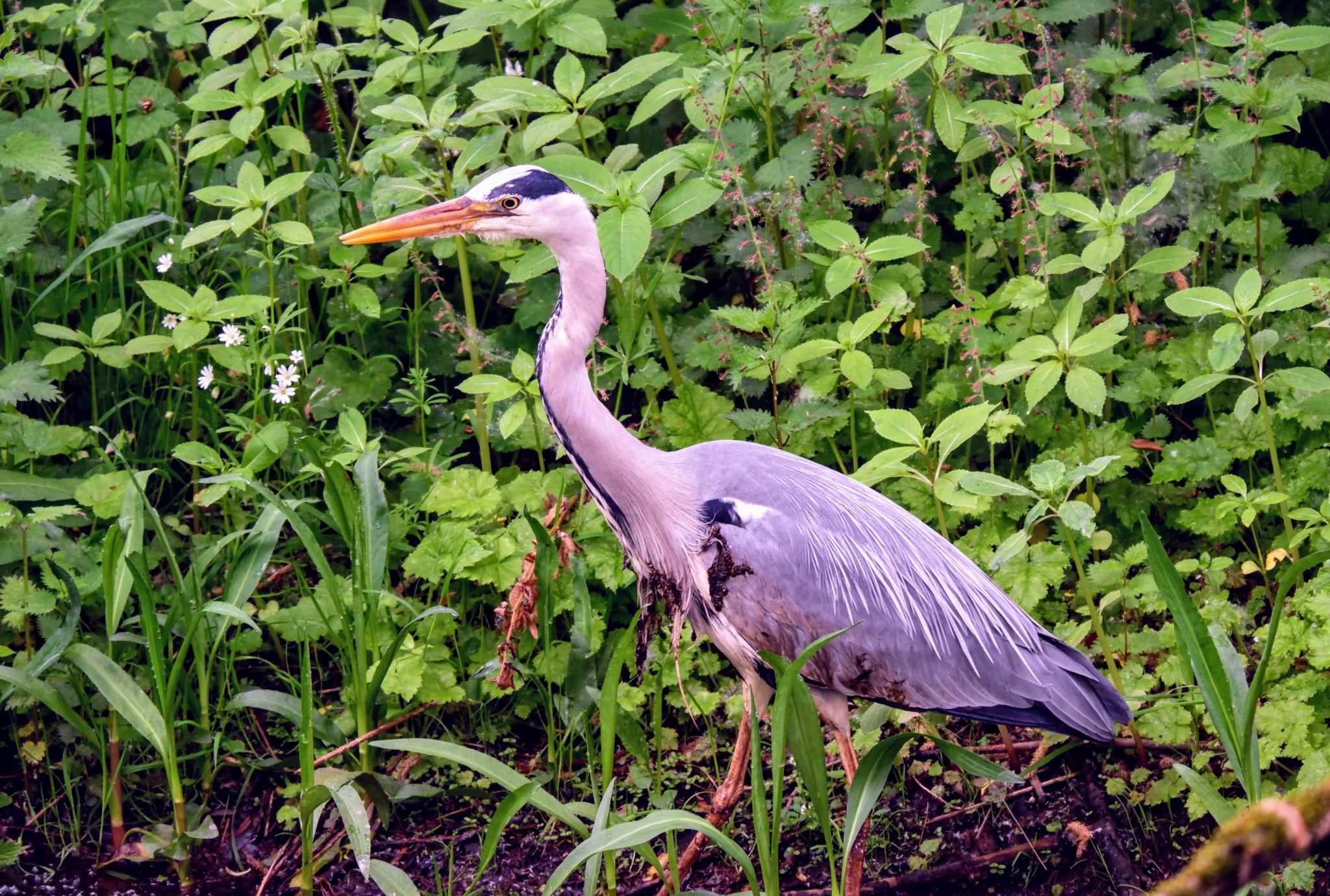 Grey heron on Sale Ees, Manchester