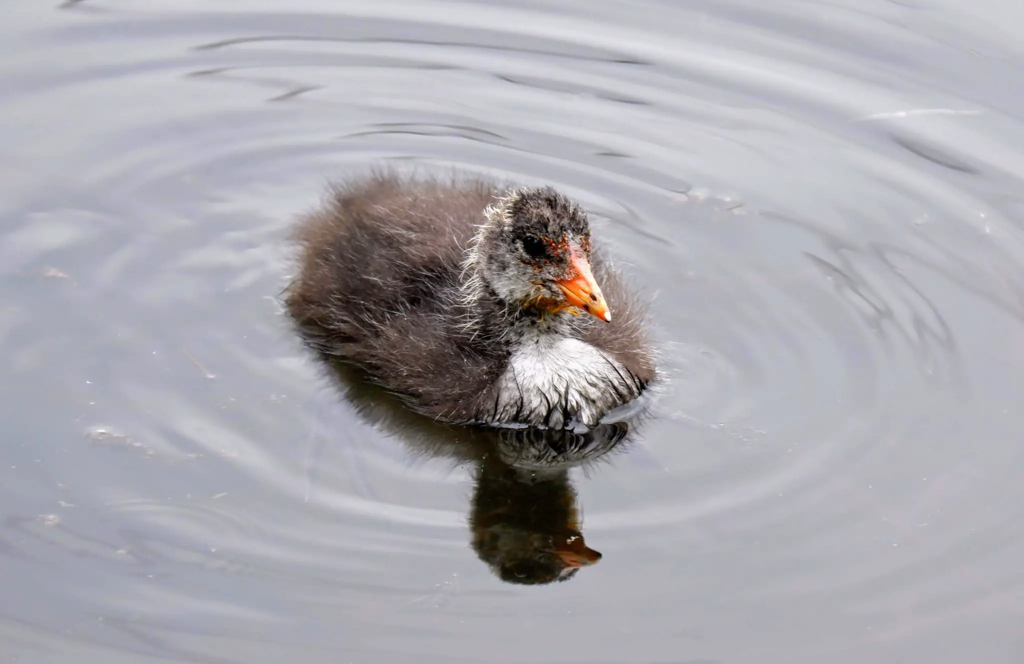 Baby coot, Sale Water Park, Manchester