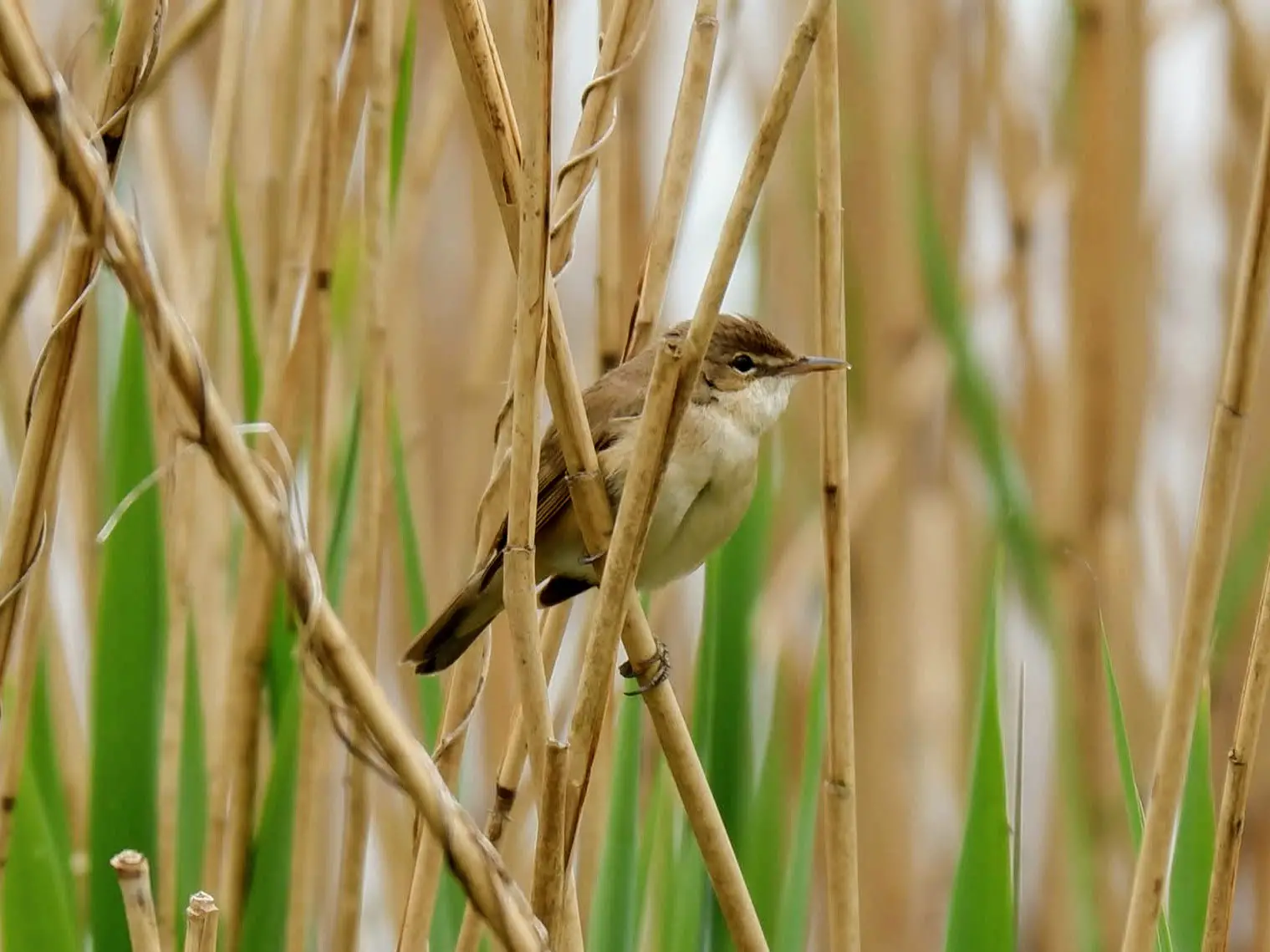 Reed warbler in Sale Water Park. Manchester