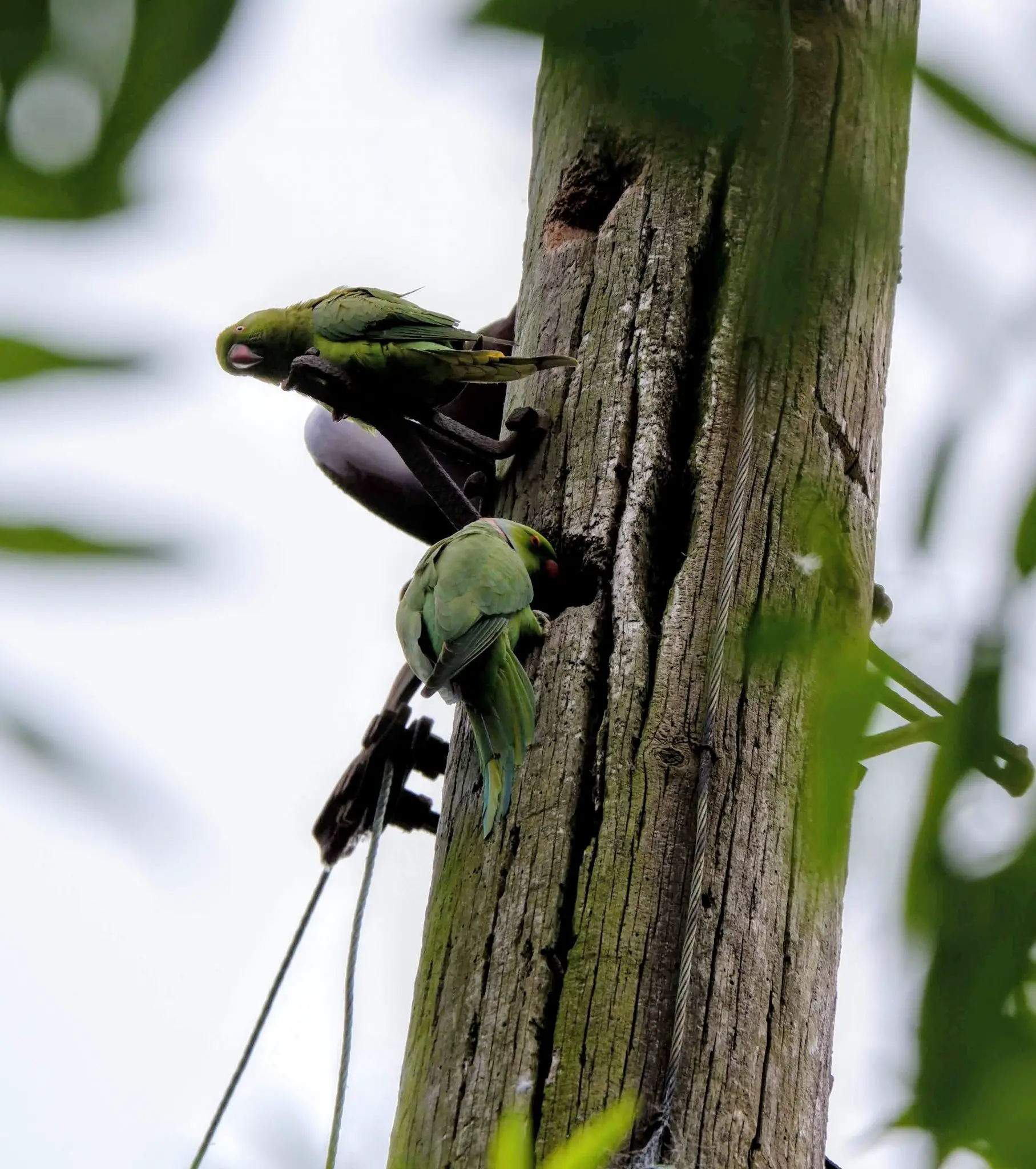 Ring-necked parakeets nesting in a telegraph pole