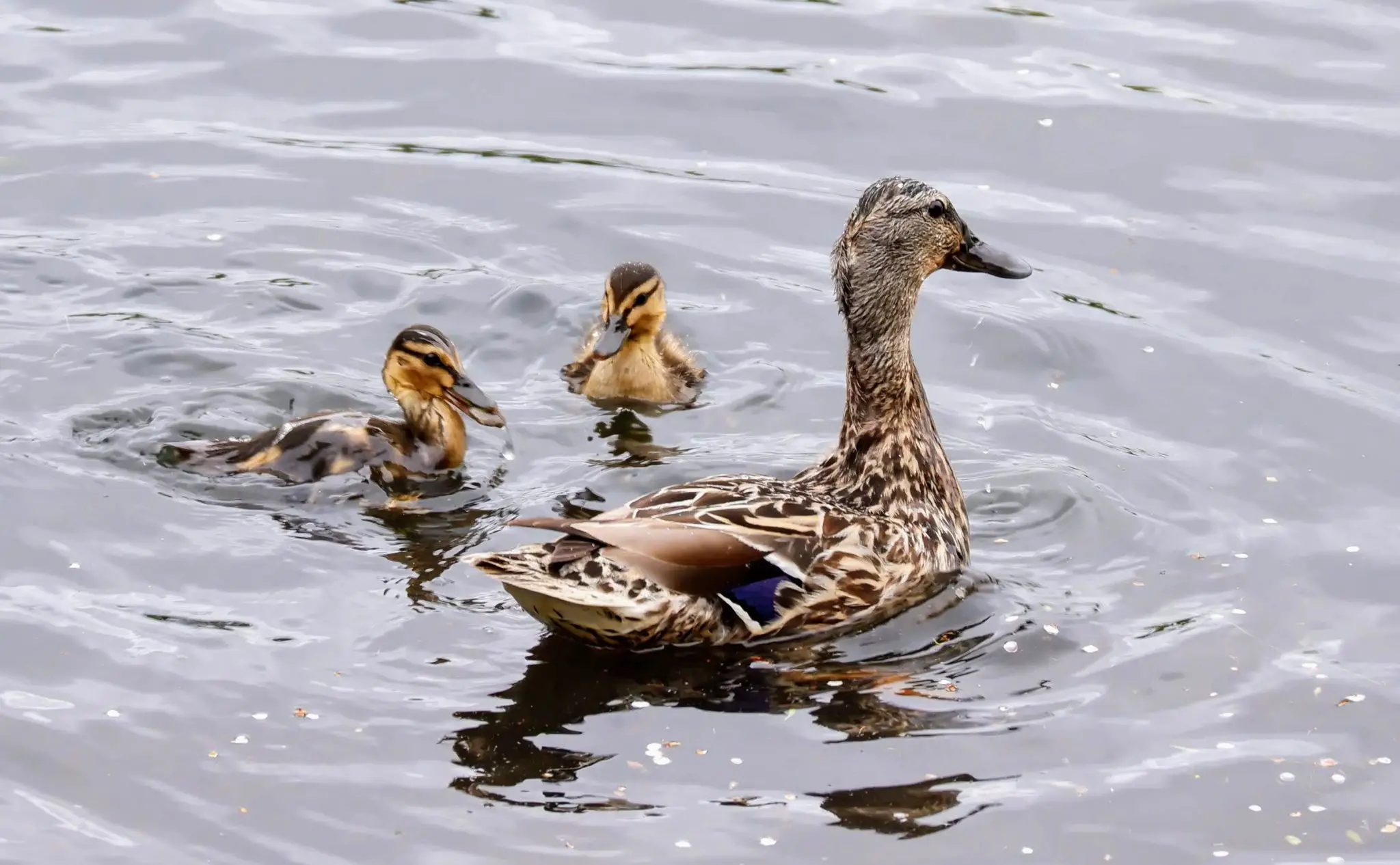 Mallard and ducklings, Sale Water Park, Manchester