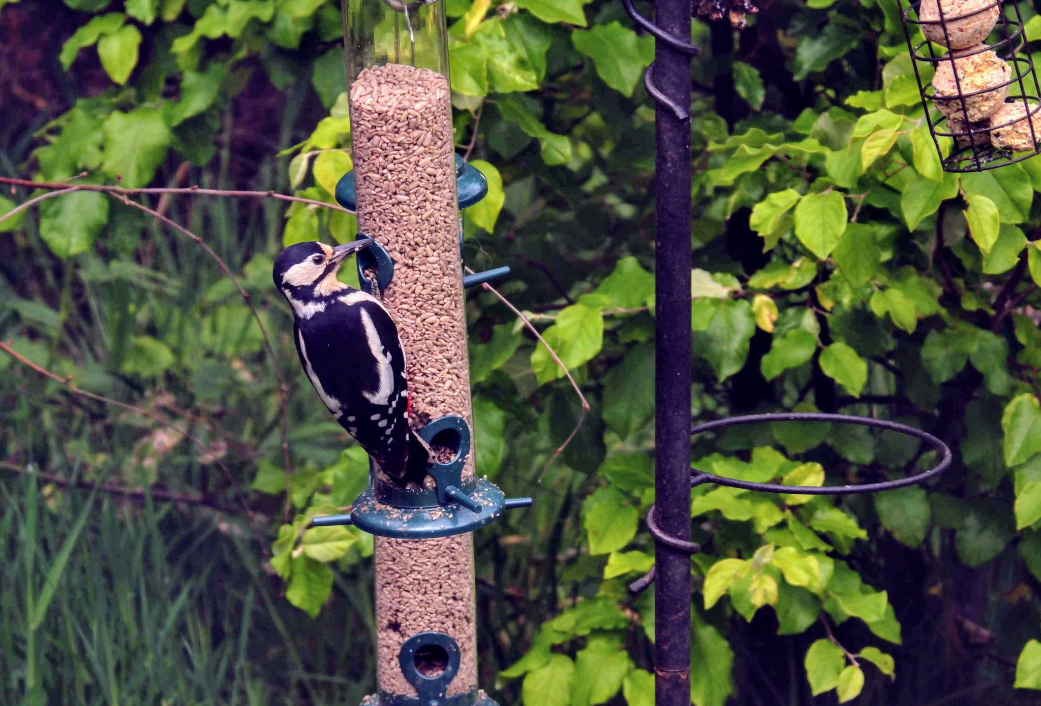 Great spotted woodpecker, Merseybank Estate, Manchester