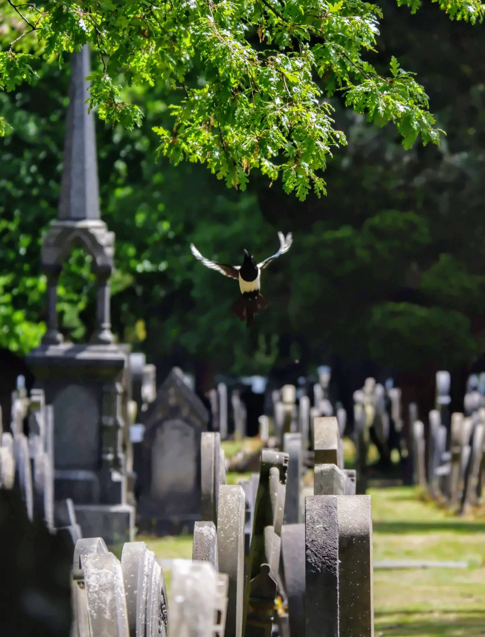 Magpie in Southern Cemetery in Manchester