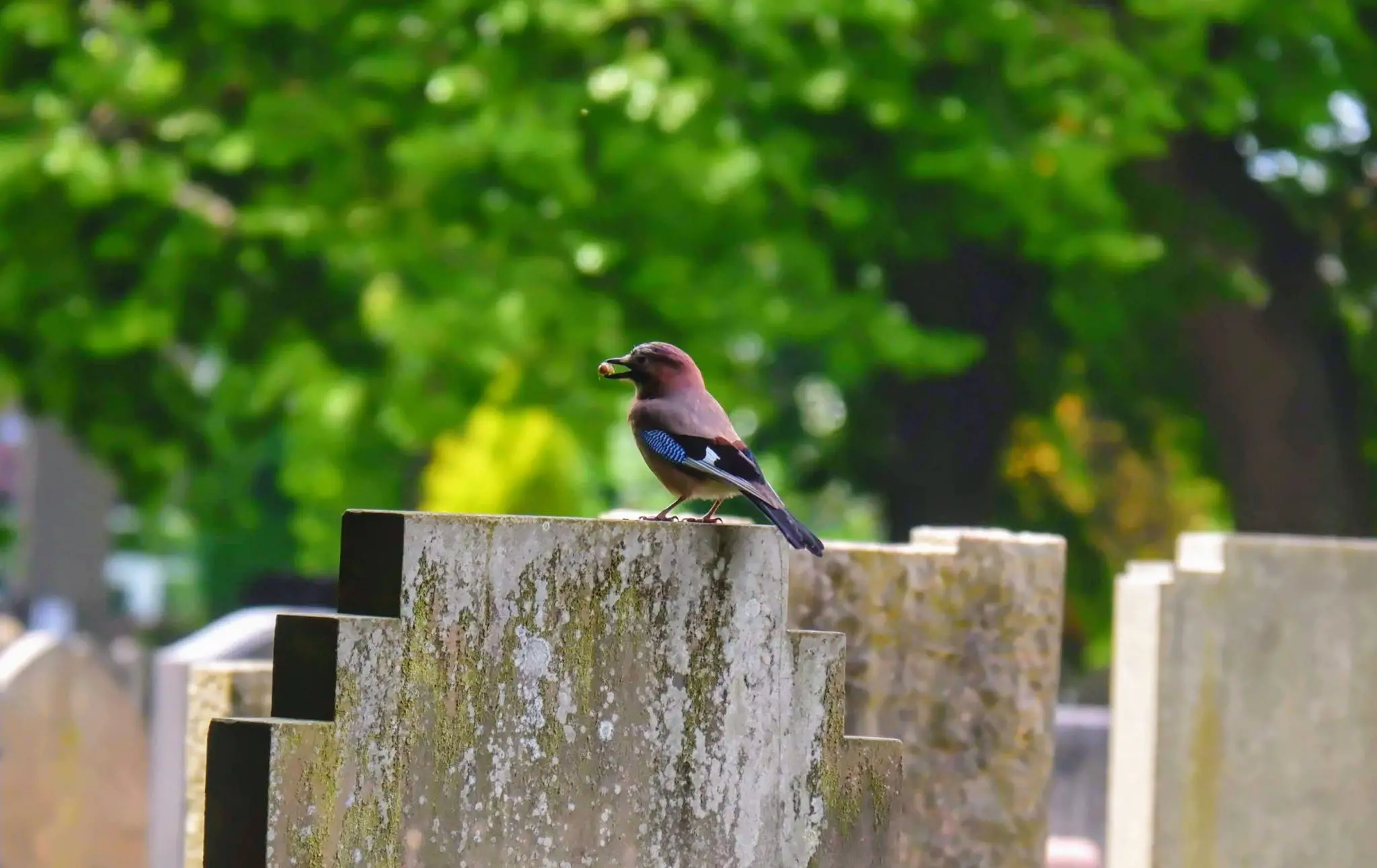Jay in Southern Cemetery in Manchester