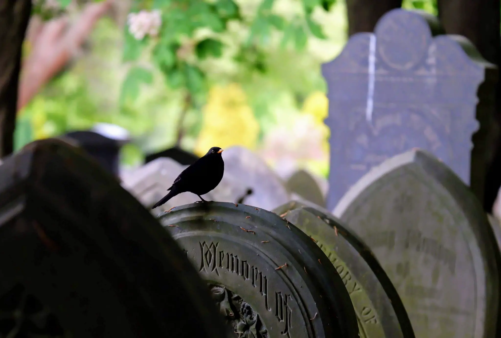Blackbird in Southern Cemetery in Manchester