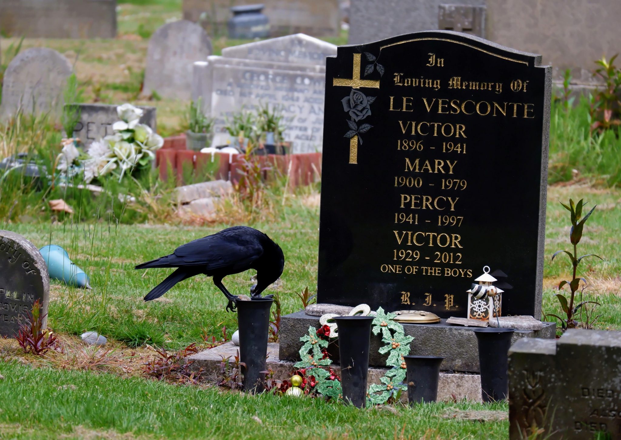 Crow in Southern Cemetery in Manchester