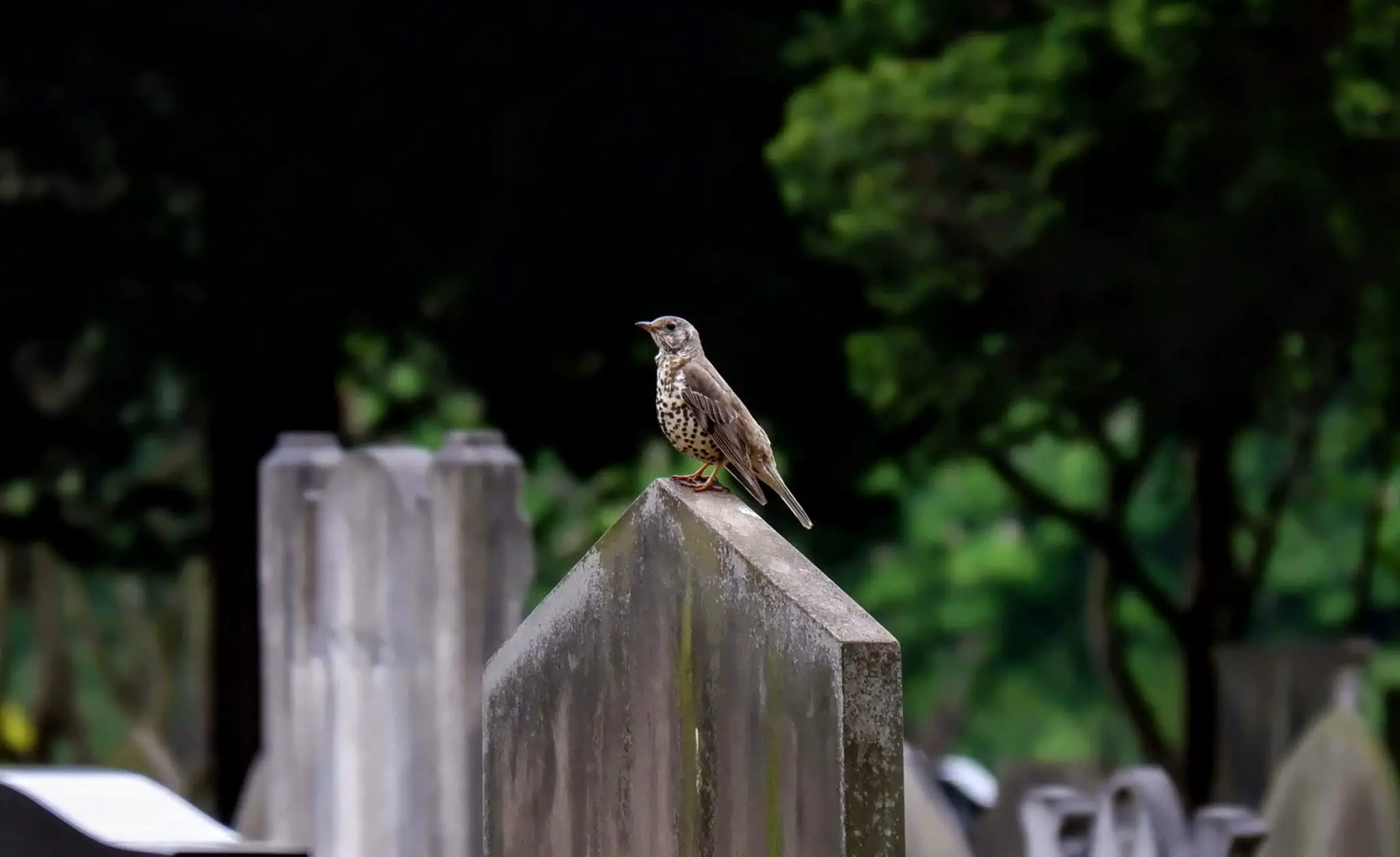 Song thrush in Southern Cemetery in Manchester