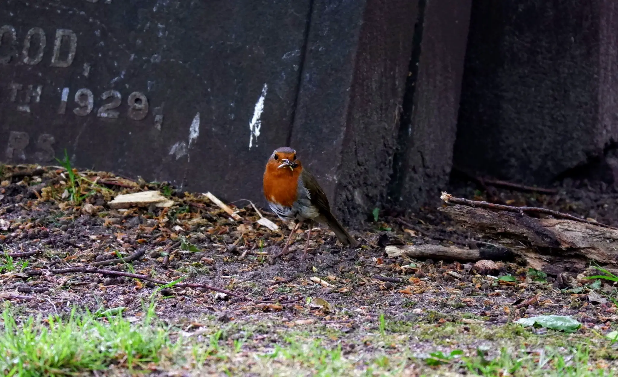 Robin in Southern Cemetery in Manchester