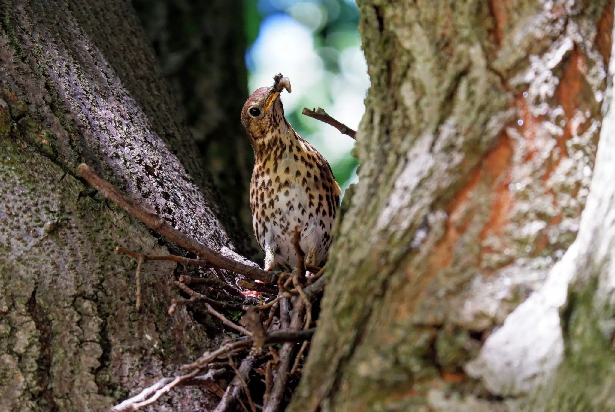 Song thrush in nest, Southern Cemetery