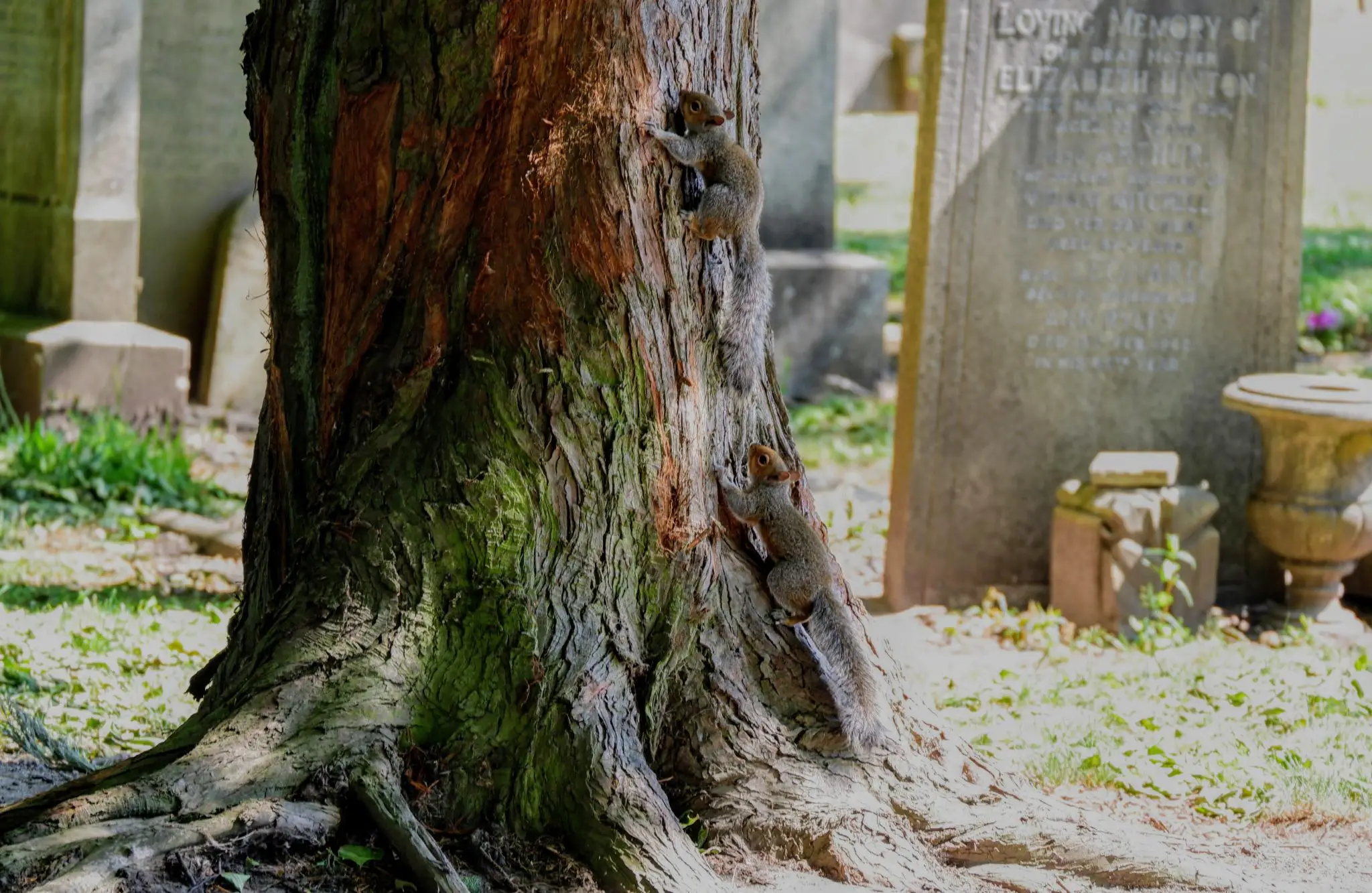 Baby squirrels in Southern Cemetery, Manchester