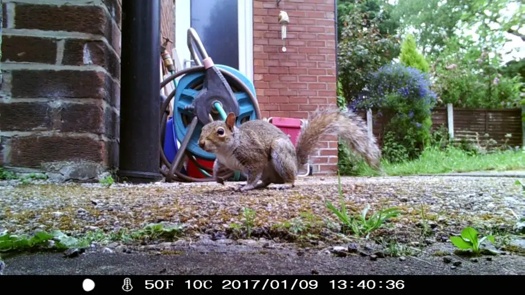 Grey squirrel, Merseybank Estate, Manchester