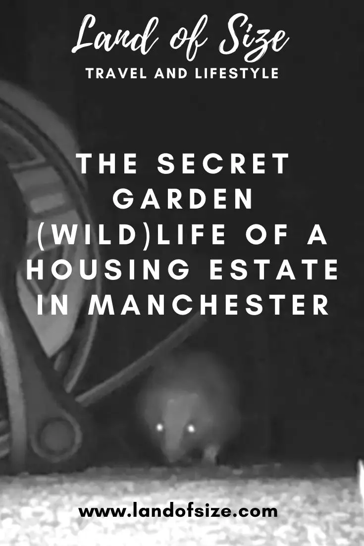 The secret garden (wild)life of Merseybank Estate in Manchester