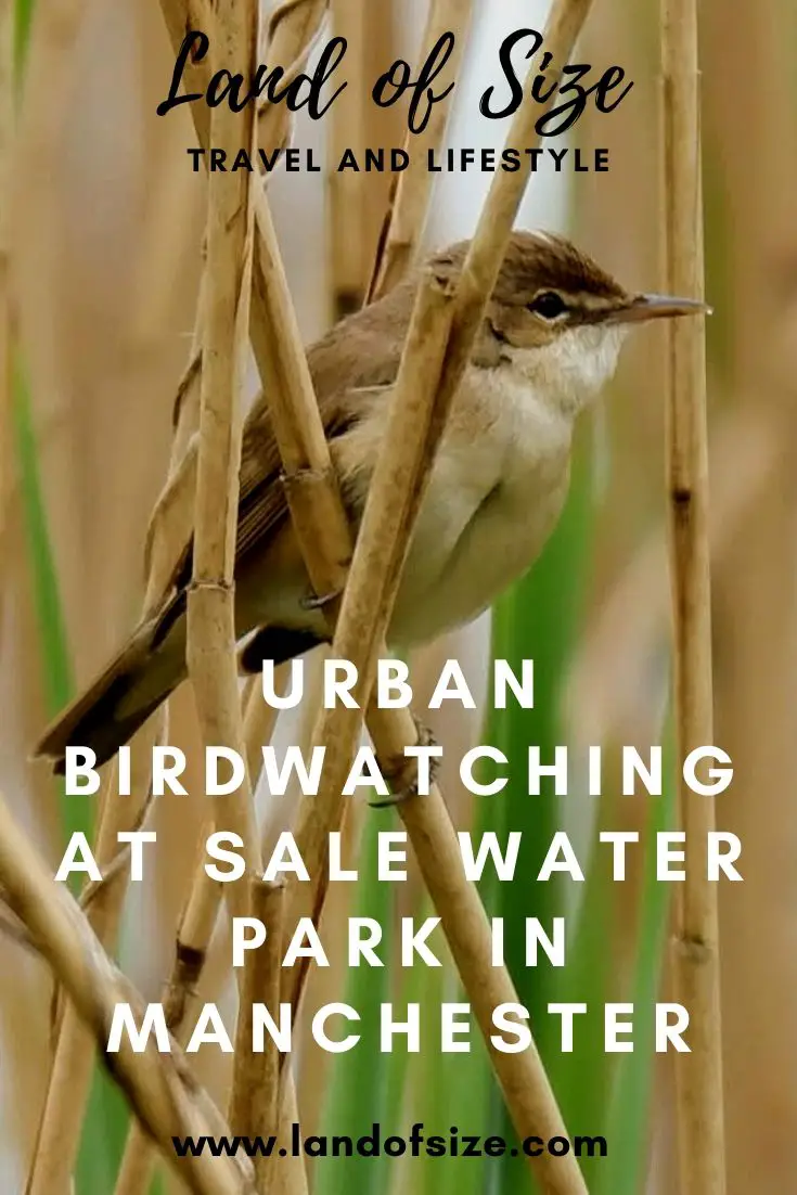 Urban birdwatching at Sale Water Park and Sale Ees in Manchester