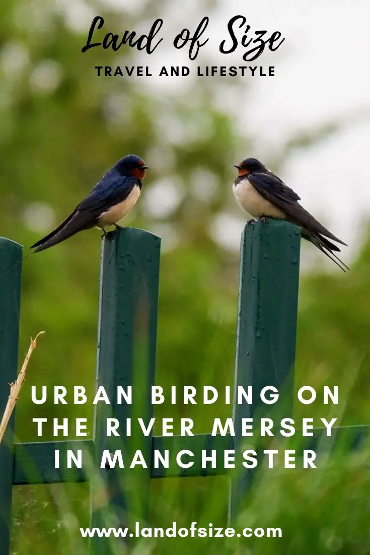 Urban birding on the River Mersey in Manchester