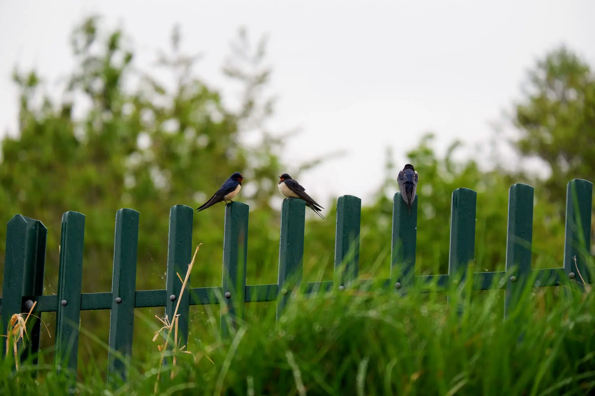 House swallows on the River Mersey, Chorlton