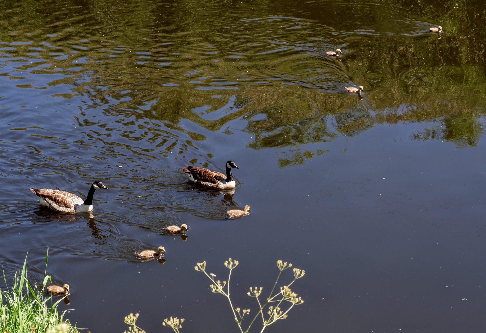 Canada geese with goslings