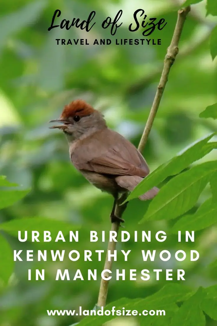 Urban birding in Kenworthy Wood in Manchester