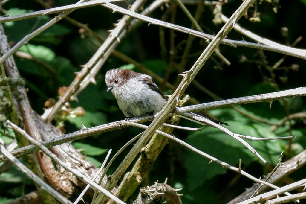 Juvenile long-tailed tit, Kenworthy Woods, Chorlton