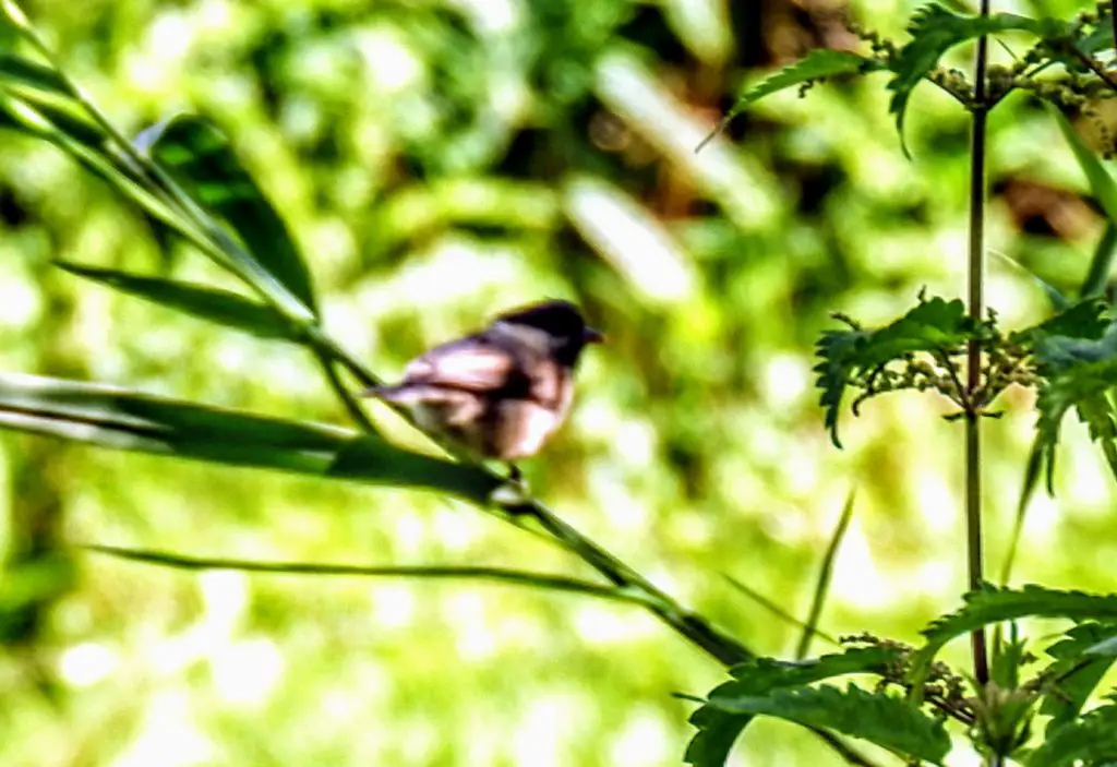 Willow tit, Kenworthy Woods, Chorlton