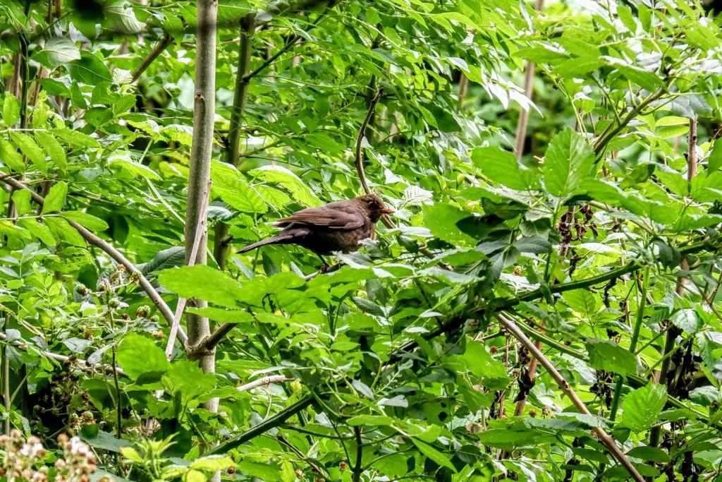 Blackbird, Kenworthy Woods, Manchester