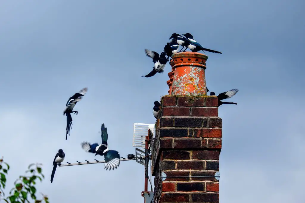 Magpies in Merseybank Estate, Manchester