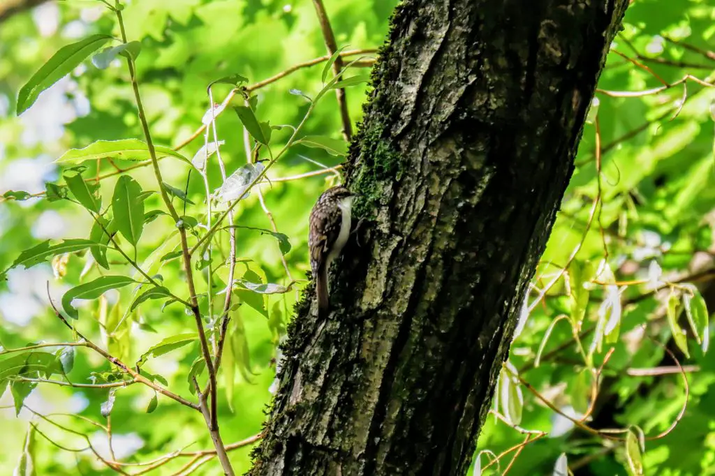 Treecreeper, Kenworthy Woods, Manchester