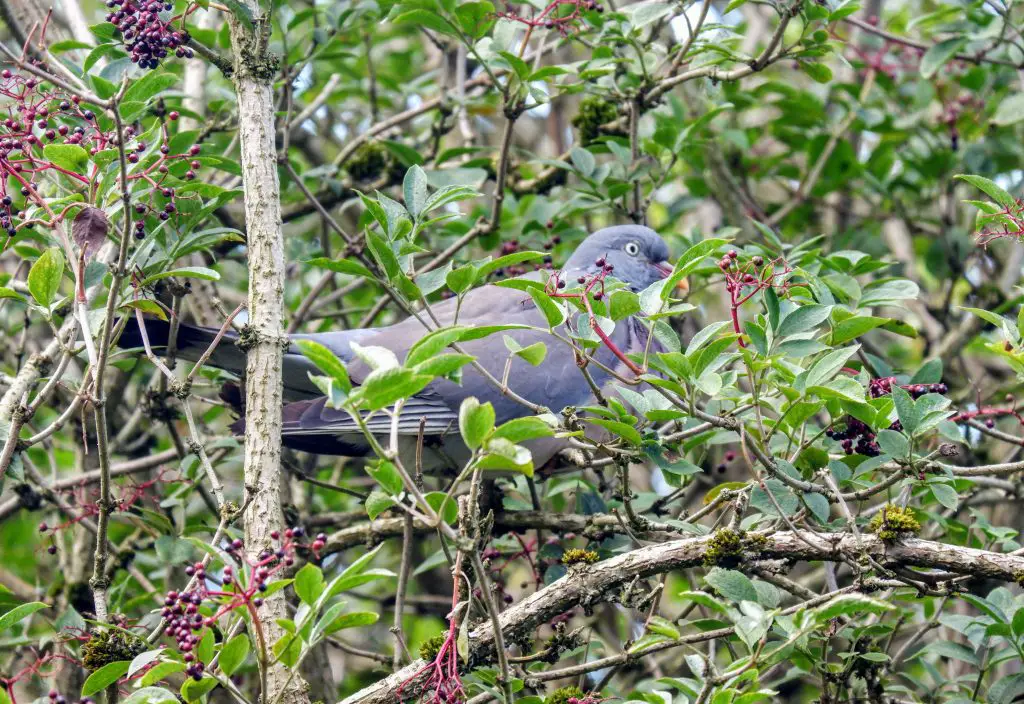 Woodpigeon, Kenworthy Woods, Manchester