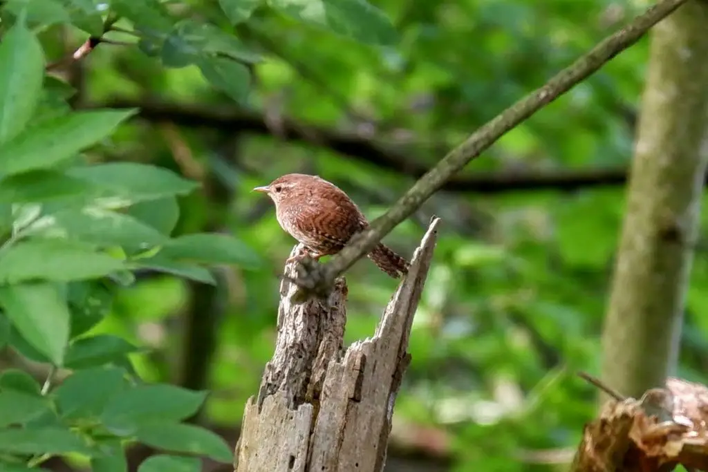 Wren, Kenworthy Woods, Manchester