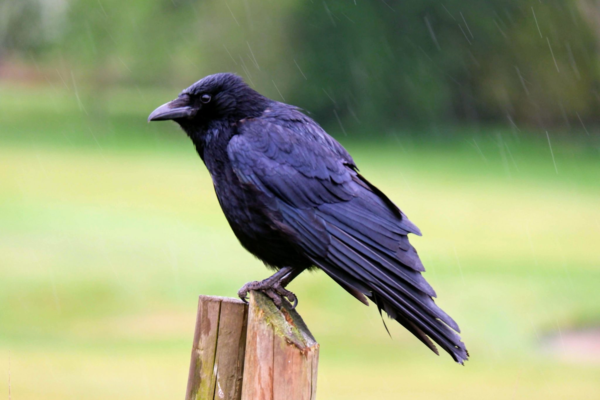 Carrion crow, River Mersey, Chorlton