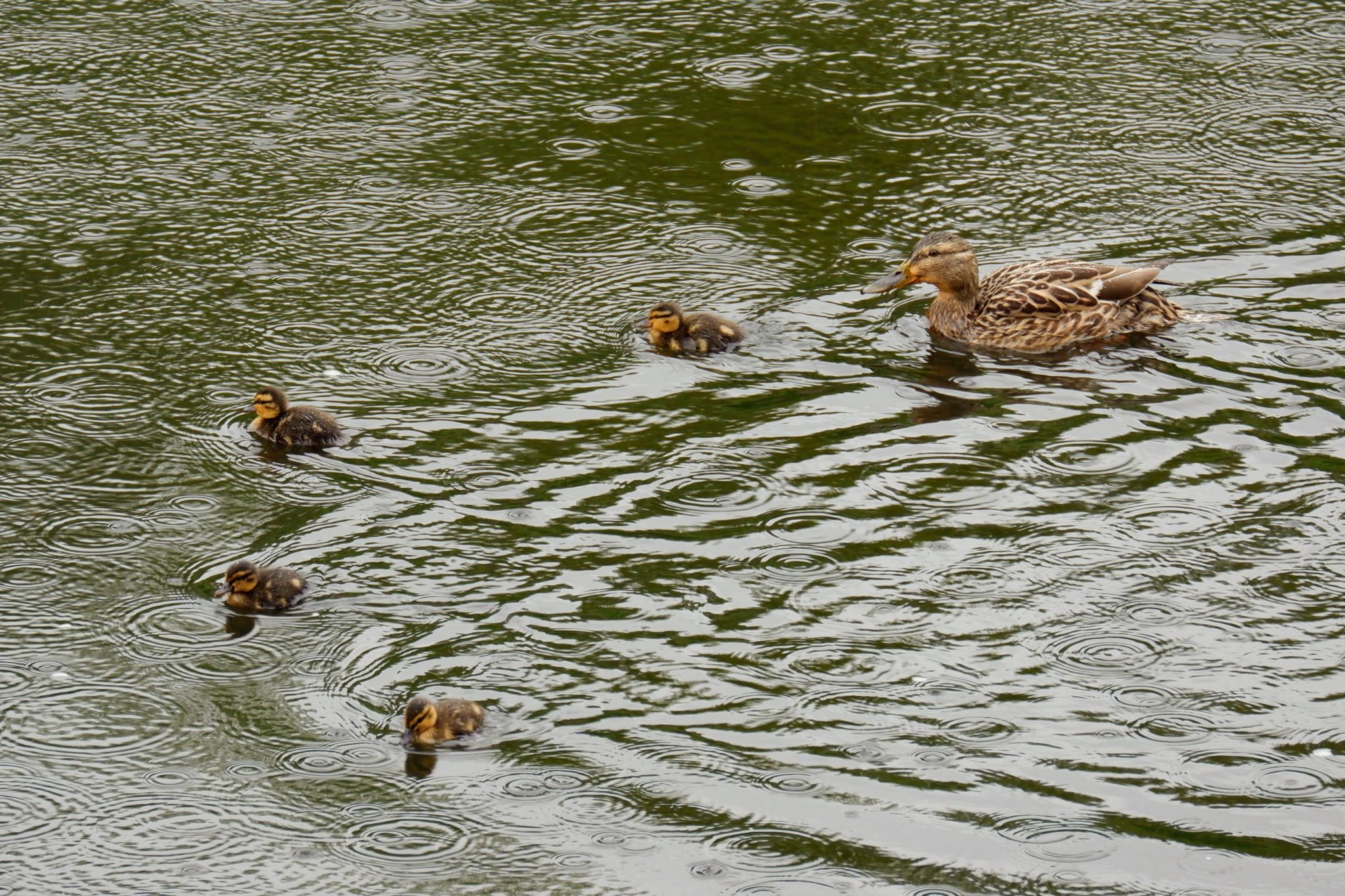 Mallard with ducklings, River Mersey in Chorlton