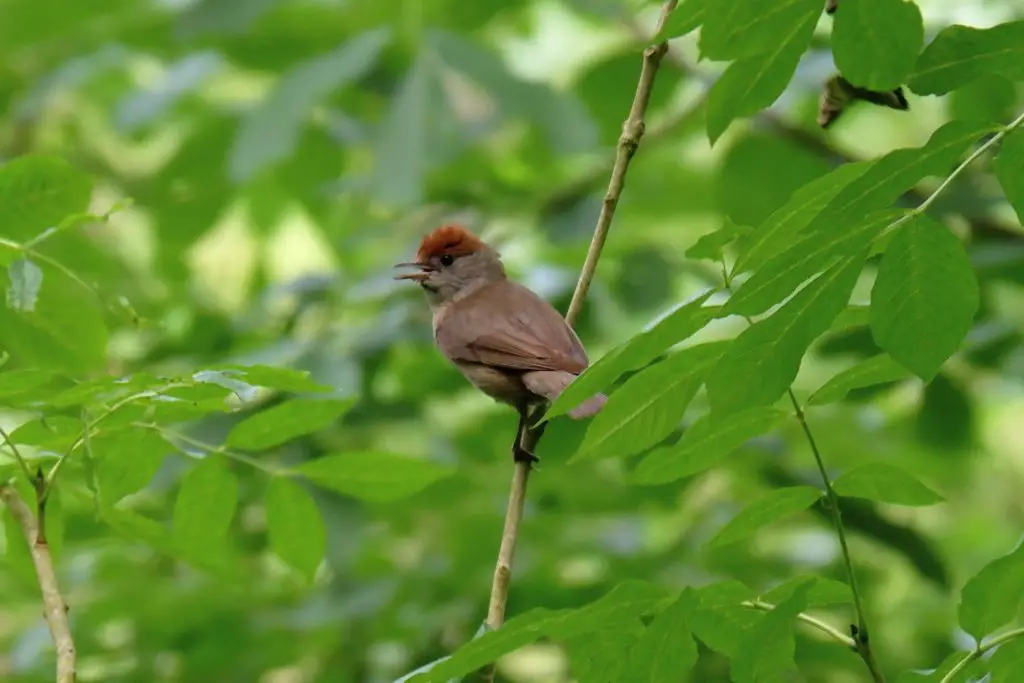 Female blackcap, Kenworthy Woods, Manchester