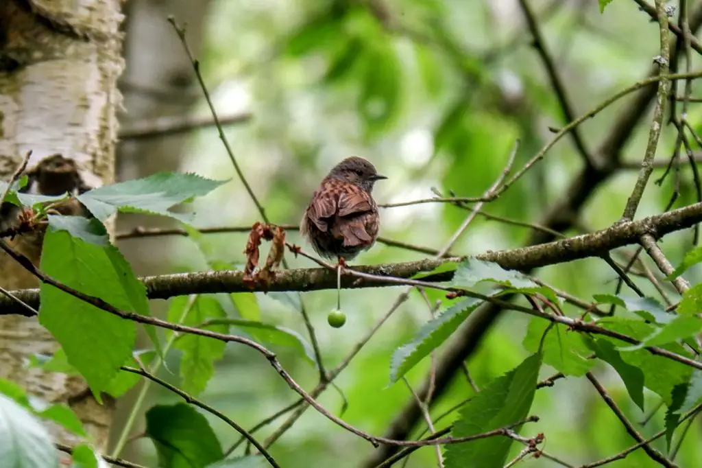 Dunnock, Kenworthy Woods, Chorlton