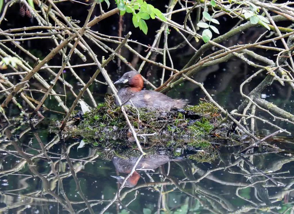 Nesting little grebe, Sale Water Park, Manchester