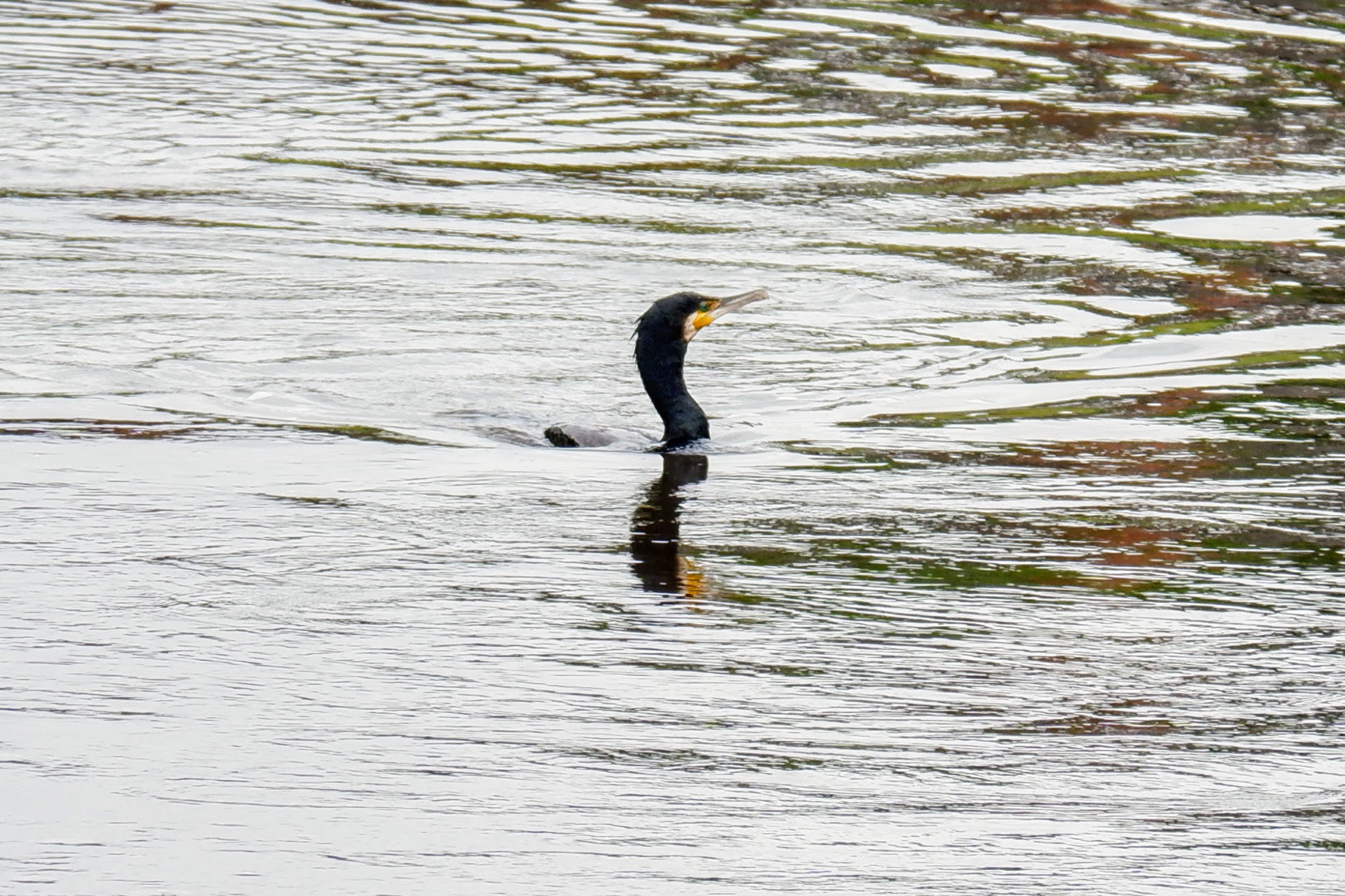 Cormorant, River Mersey in Chorlton