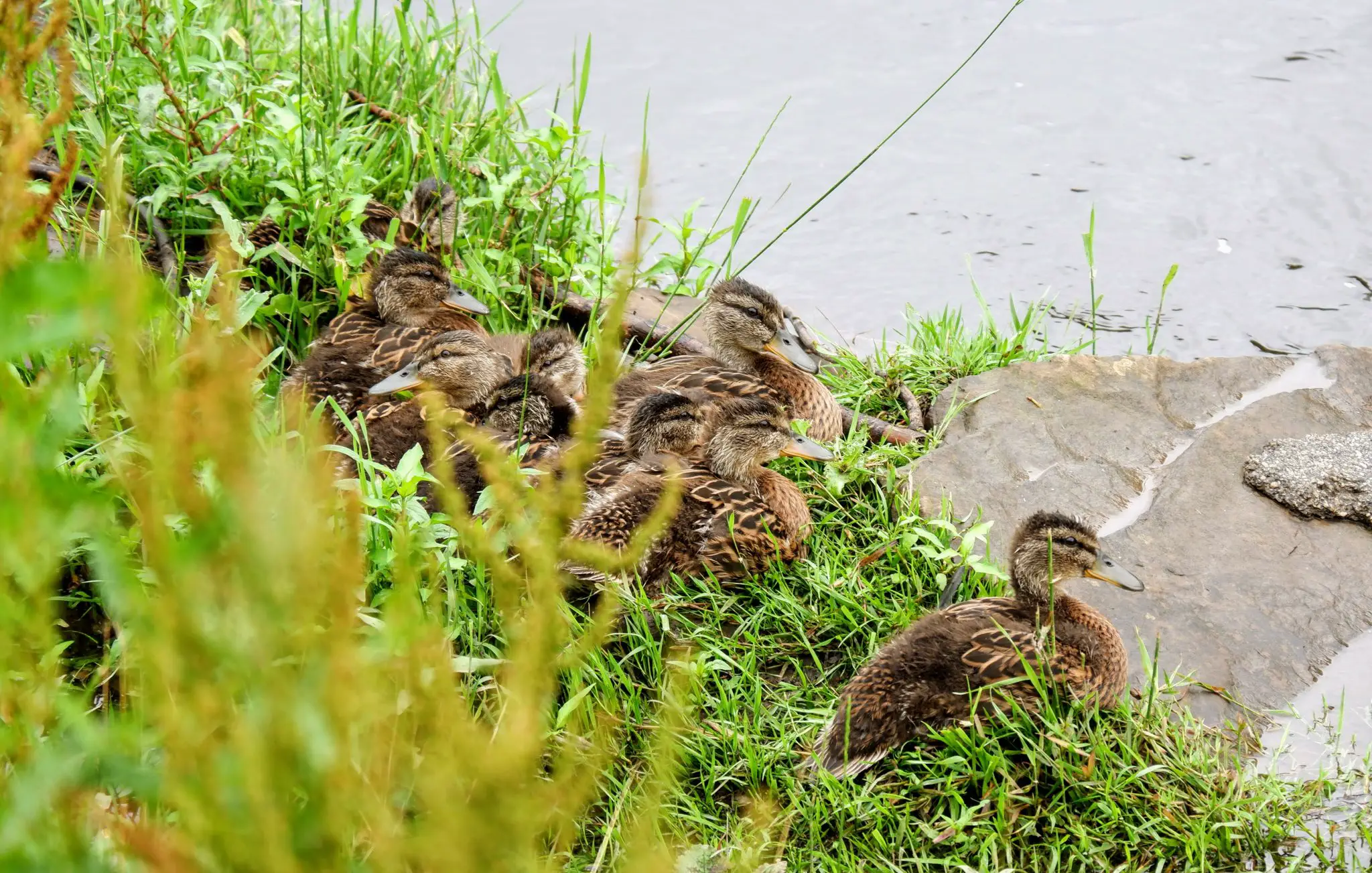 Mallard with ducklings, River Mersey in Chorlton