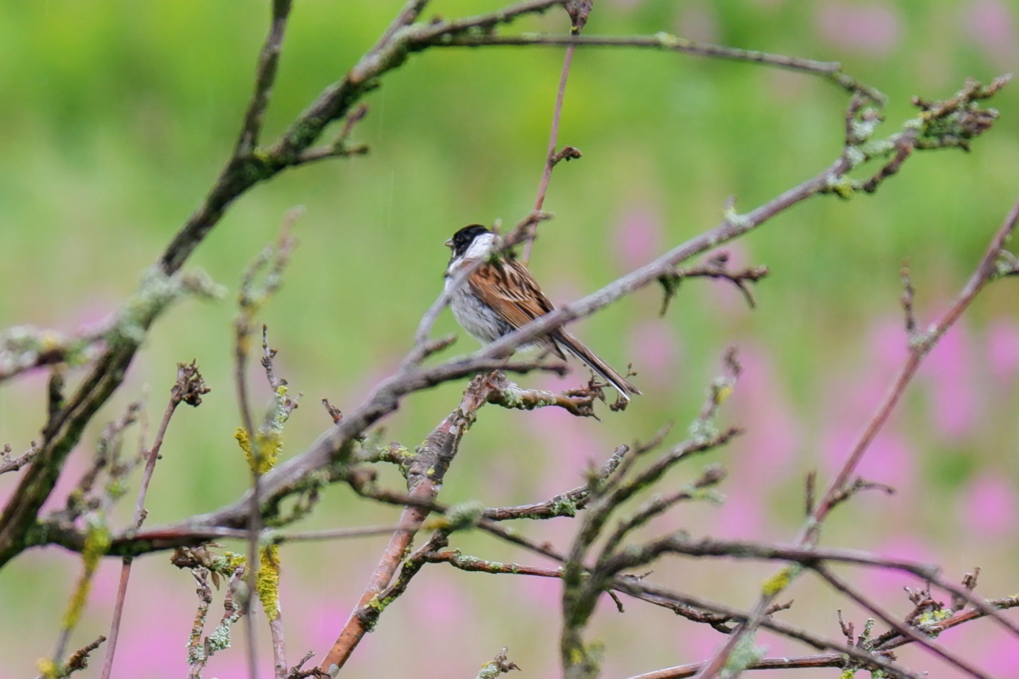 Male reed bunting, River Mersey, Chorlton