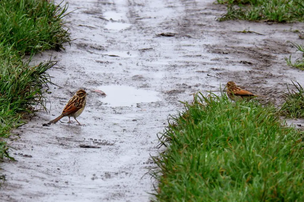 Reed buntings at the River Mersey, Chorlton