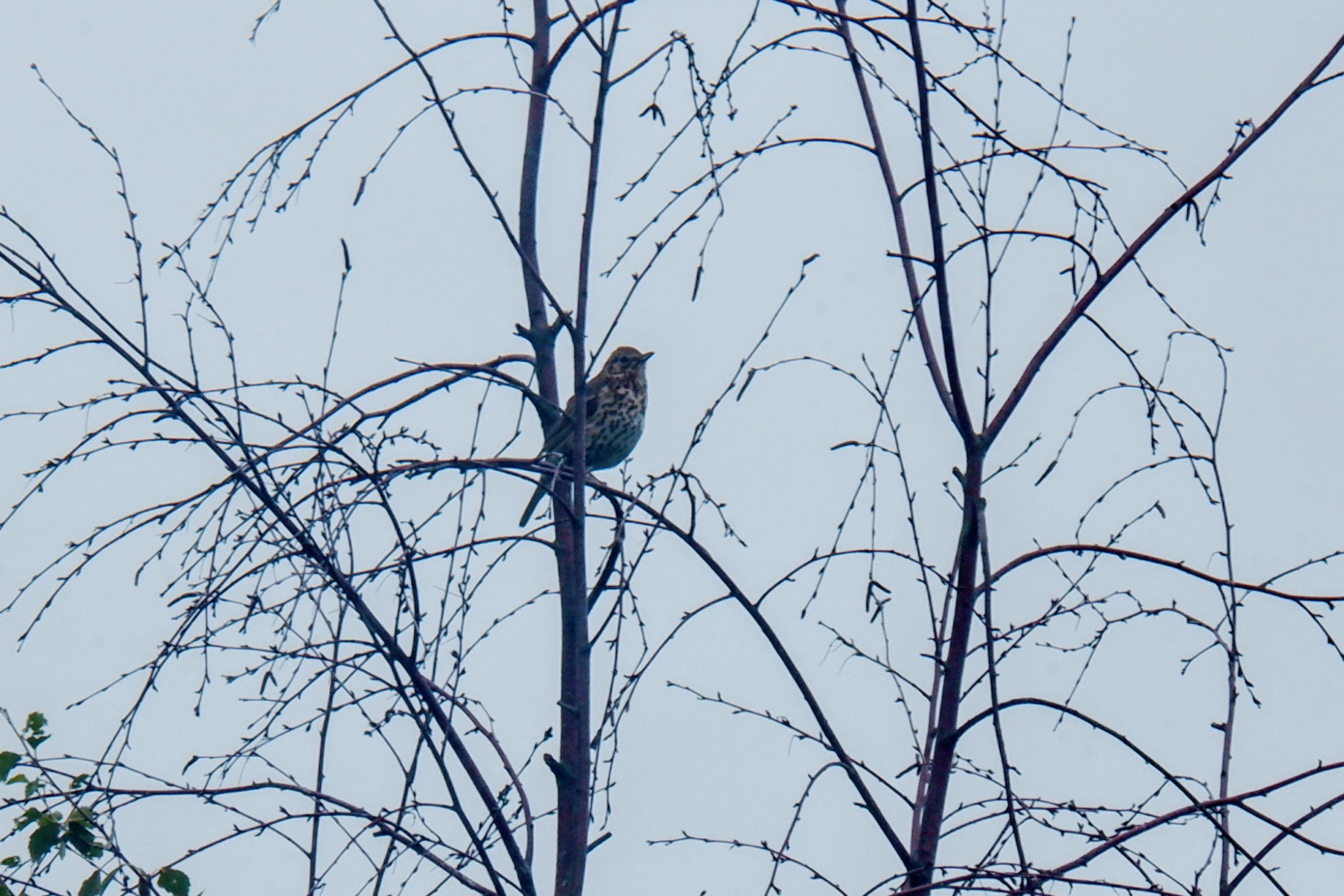 Song thrush on the River Mersey, Chorlton