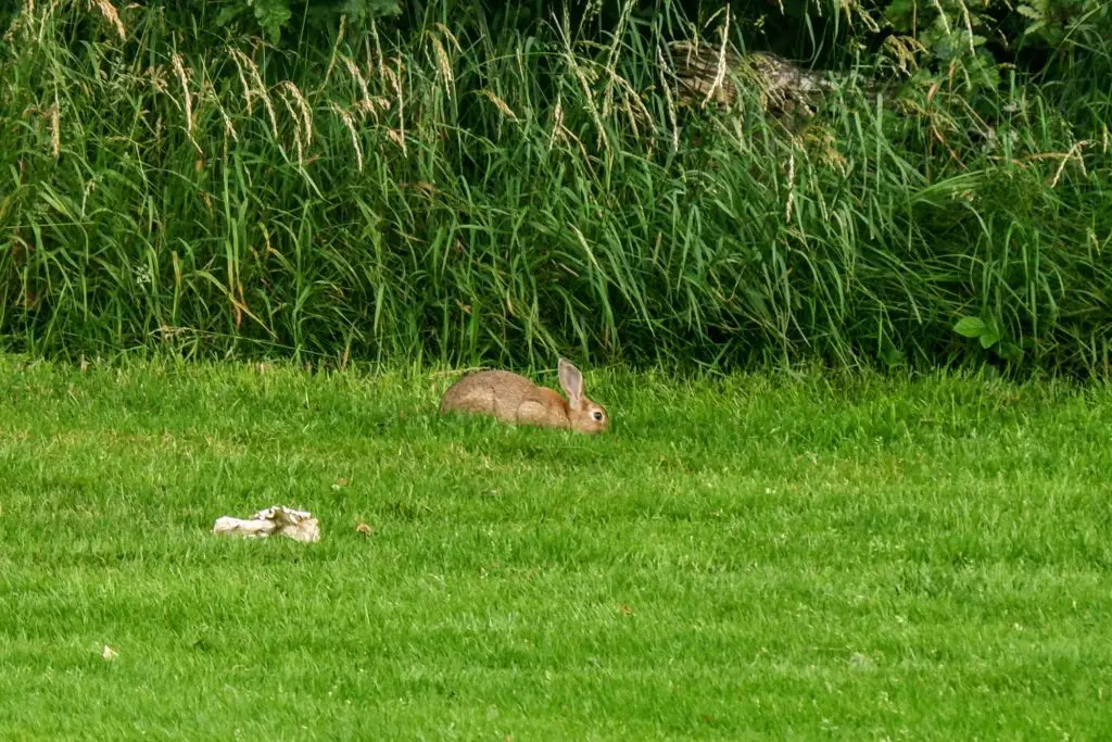 Rabbit near the River Mersey, Chorlton