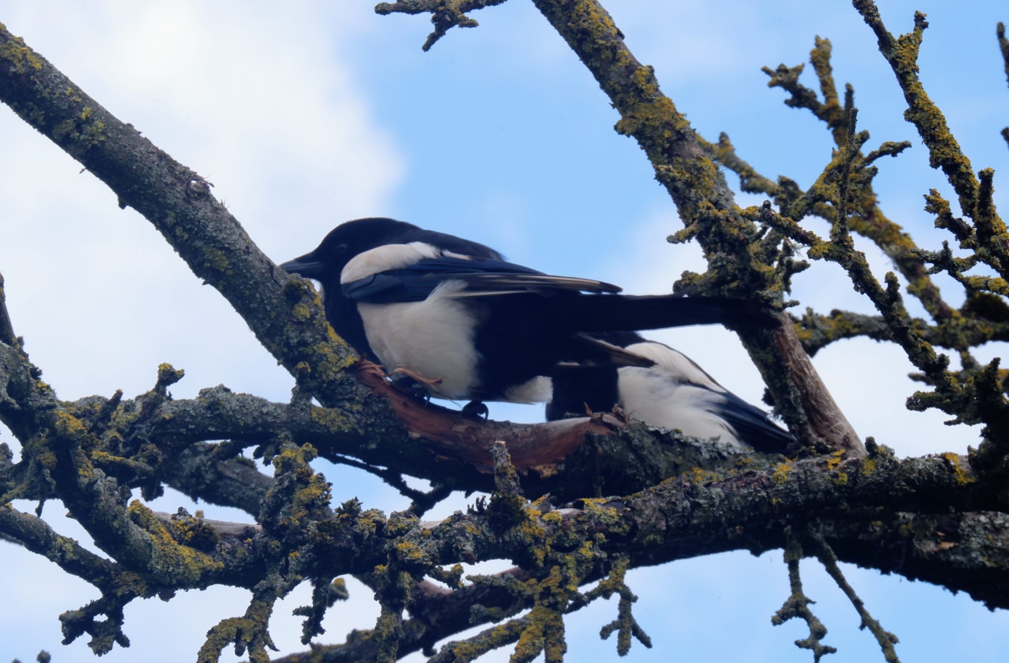 Magpies, River Mersey, Chorlton