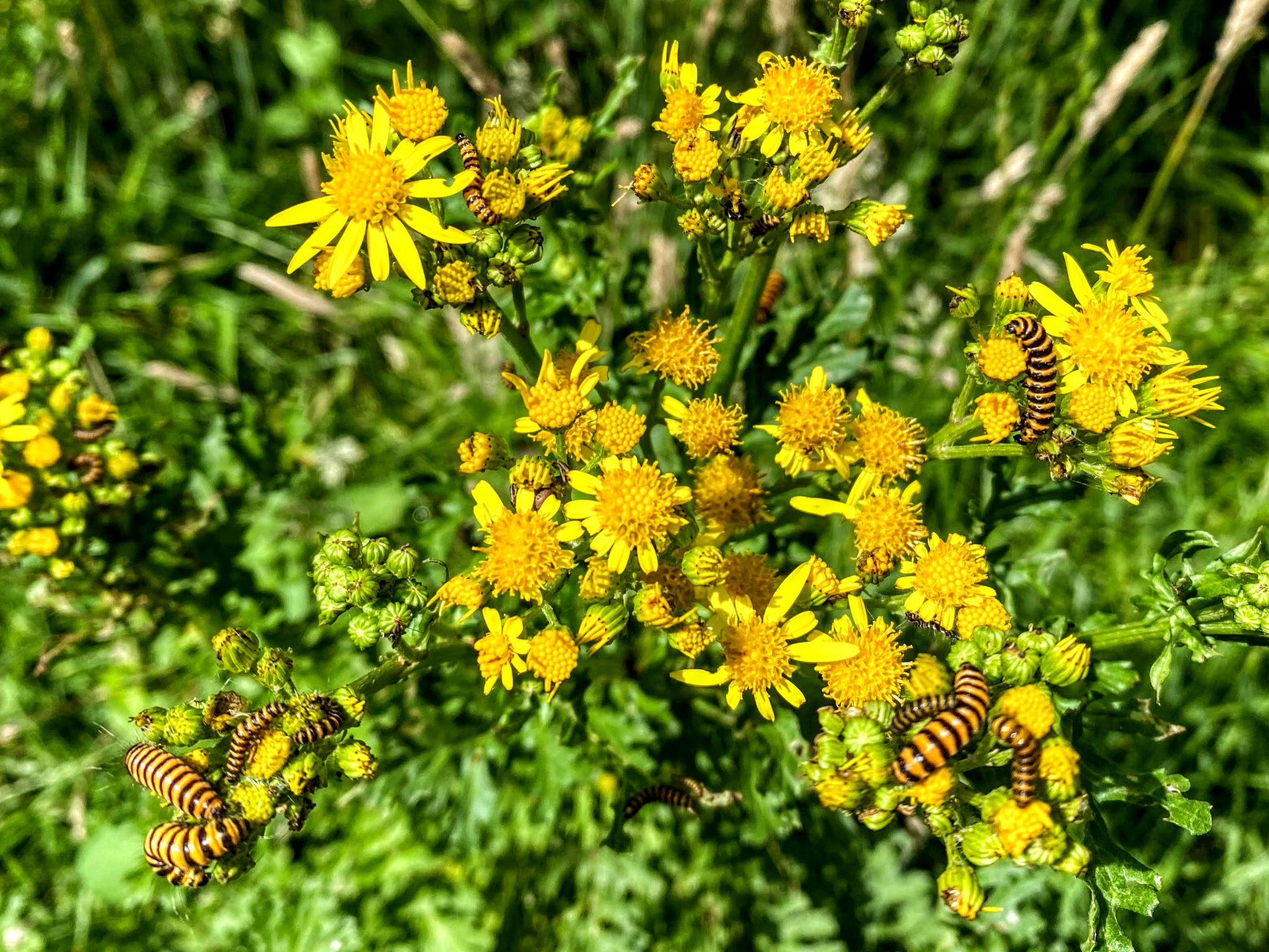 Cinnabar moth caterpillar, Merseybank Estate, Manchester