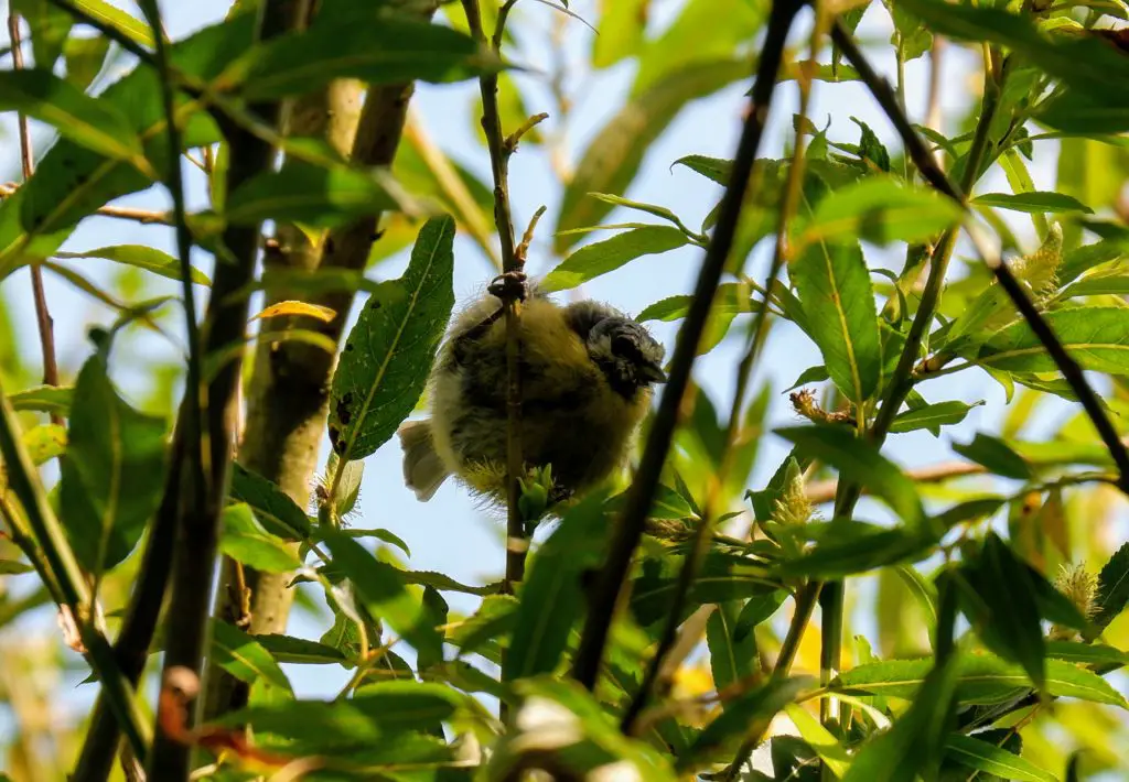 Baby blue tit, Kenworthy Woods, Manchester