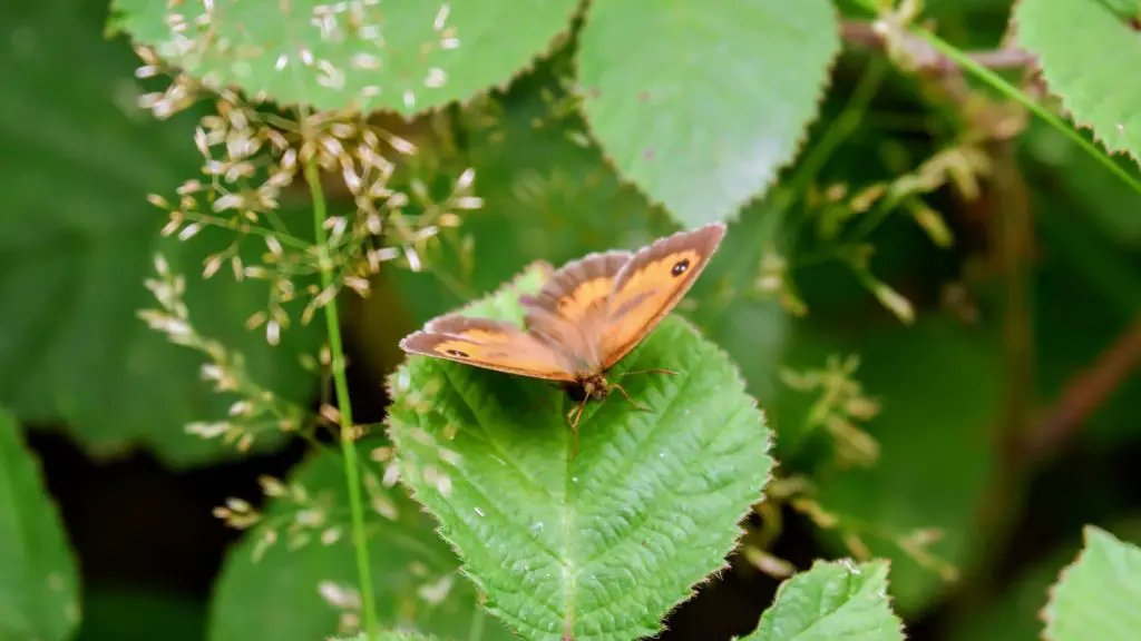 Meadow brown butterfly, Merseybank Estate, Manchester