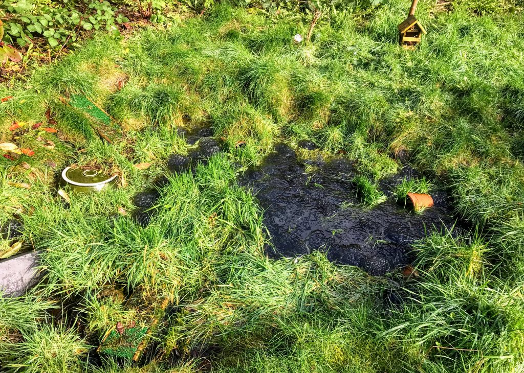 Frogspawn in a pond, Merseybank Estate, Manchester