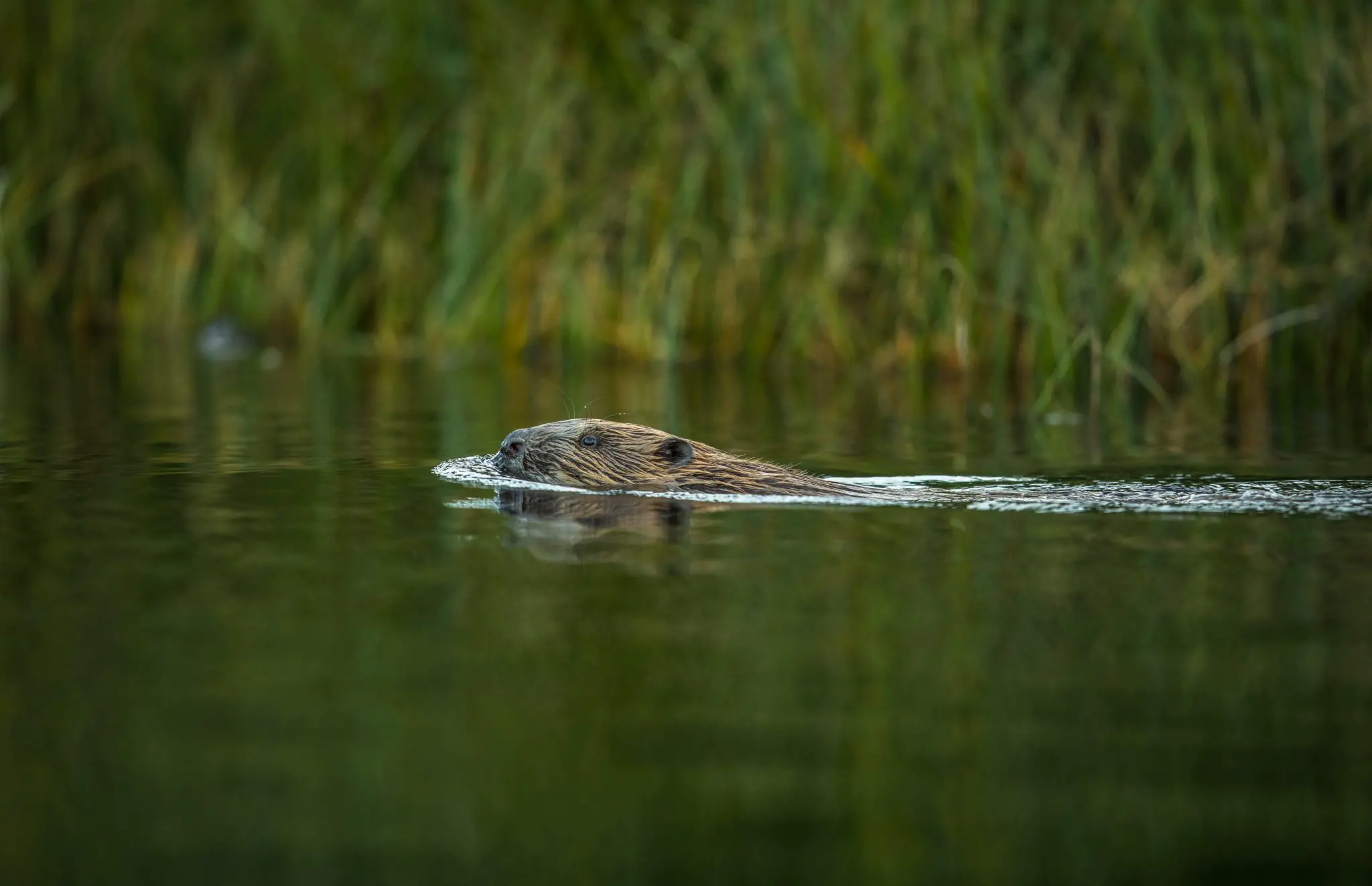 A love letter to the beaver